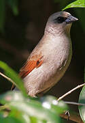 Greyish Baywing