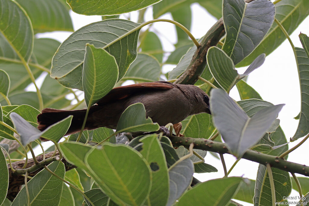 Vacher à ailes baiesadulte