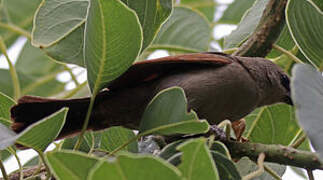 Greyish Baywing