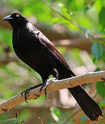 Giant Cowbird