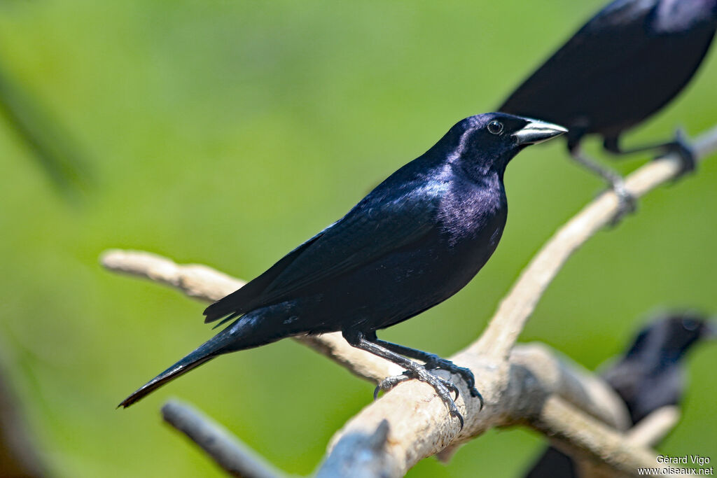 Shiny Cowbird male adult breeding, close-up portrait