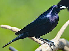 Shiny Cowbird