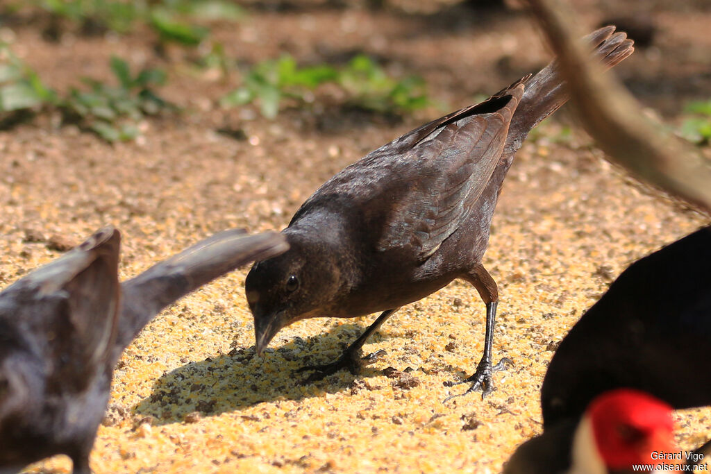 Shiny Cowbird female adult