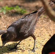 Shiny Cowbird