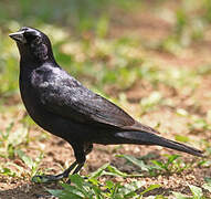 Shiny Cowbird