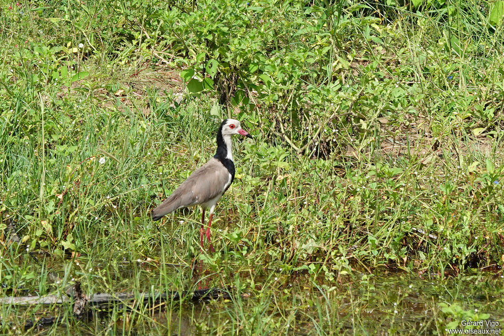 Vanneau à ailes blanches adulte