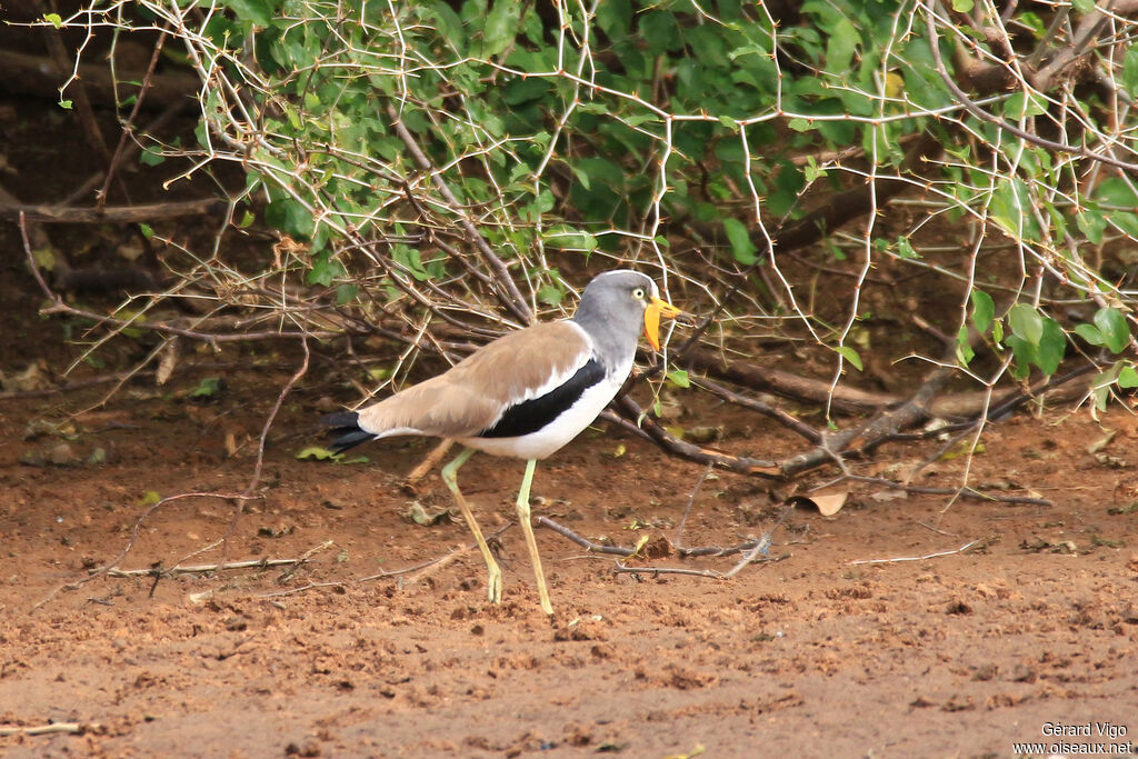 White-crowned Lapwingadult