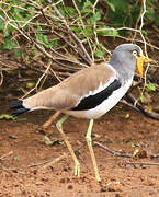 White-crowned Lapwing