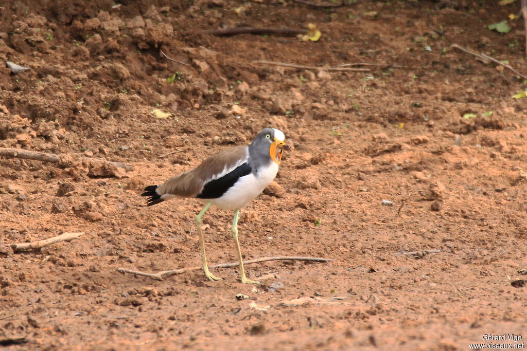 White-crowned Lapwingadult