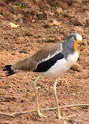 White-crowned Lapwing