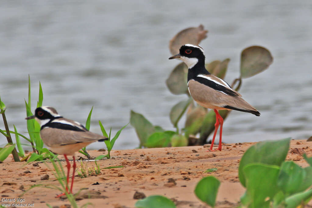 Pied Ploveradult, habitat