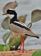 Pied Plover