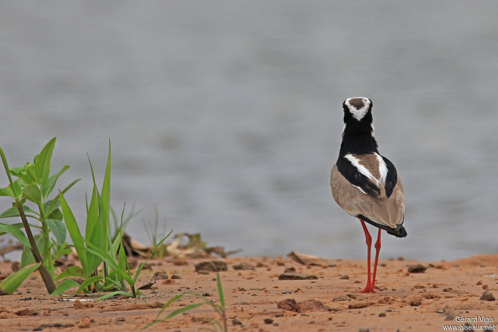 Pied Ploveradult