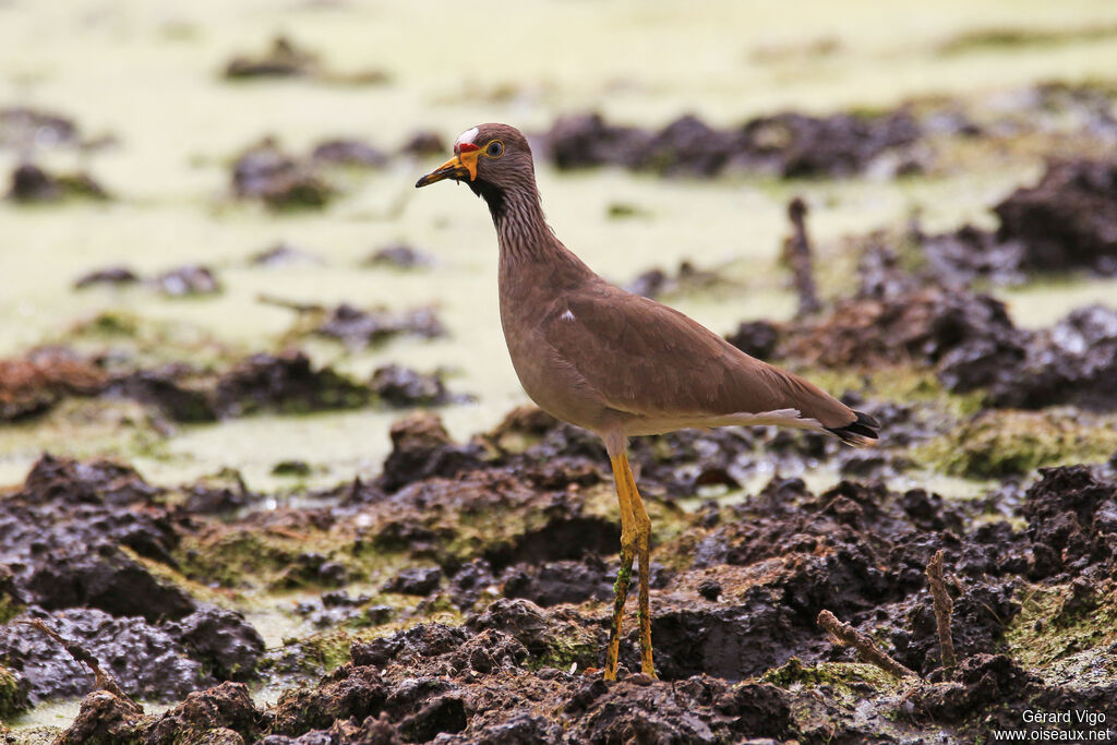 African Wattled Lapwingadult