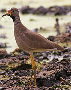 African Wattled Lapwing