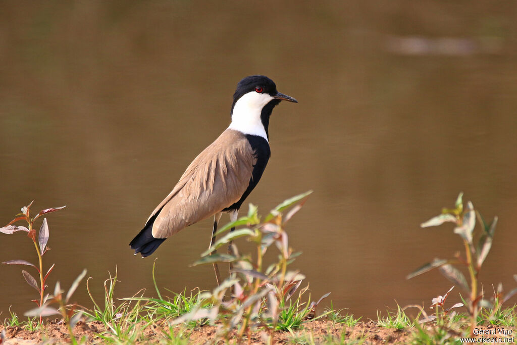 Spur-winged Lapwingadult