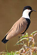 Spur-winged Lapwing