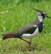 Northern Lapwing