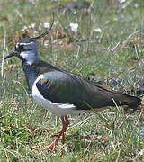 Northern Lapwing