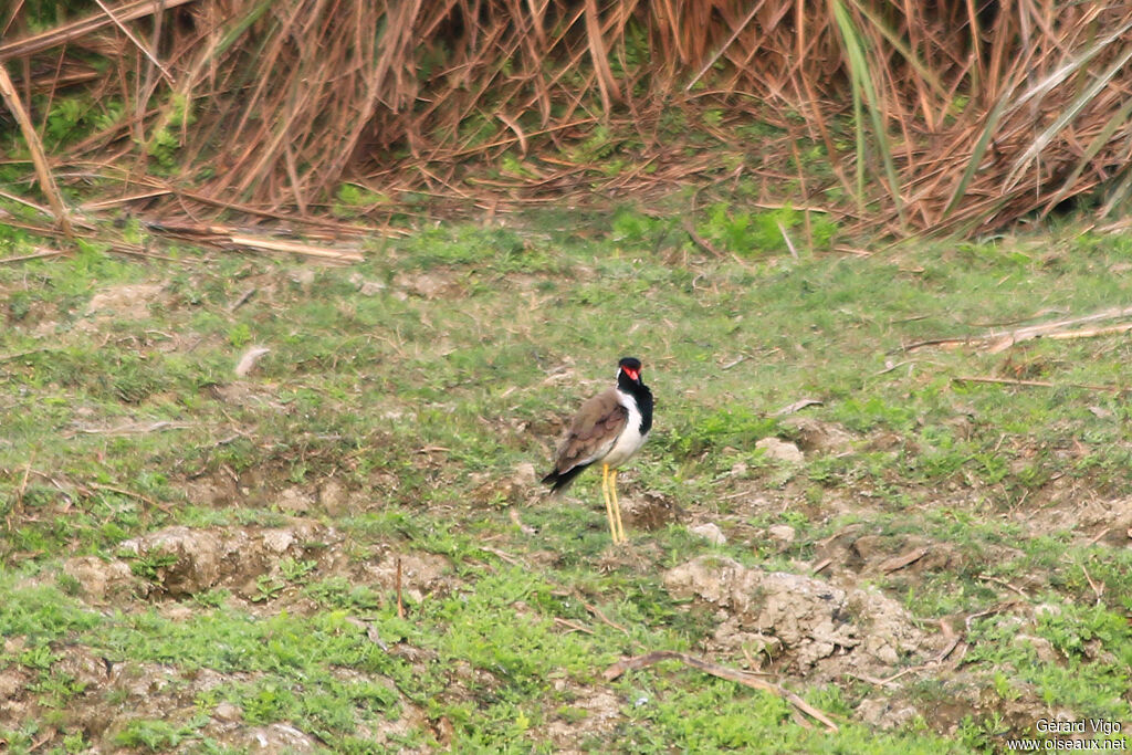 Red-wattled Lapwingadult