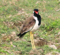 Red-wattled Lapwing