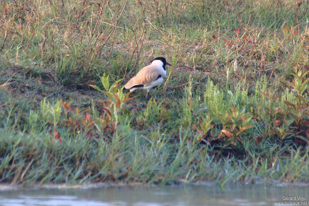 River Lapwingadult