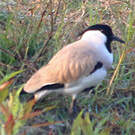 Vanneau pie
