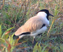 River Lapwing