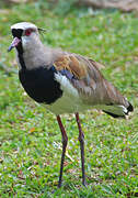 Southern Lapwing