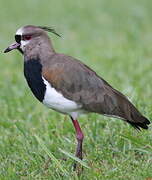 Southern Lapwing