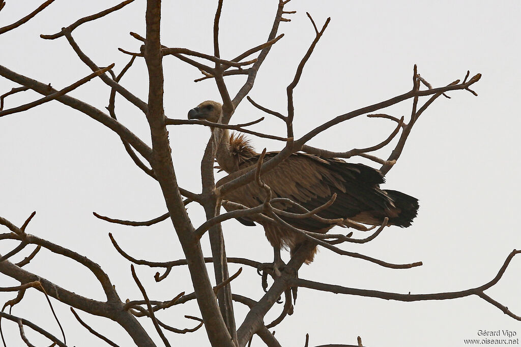 White-backed Vultureadult