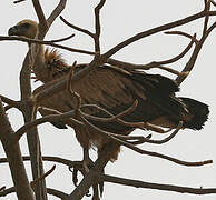 White-backed Vulture