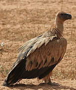 White-backed Vulture