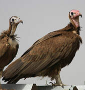 Hooded Vulture