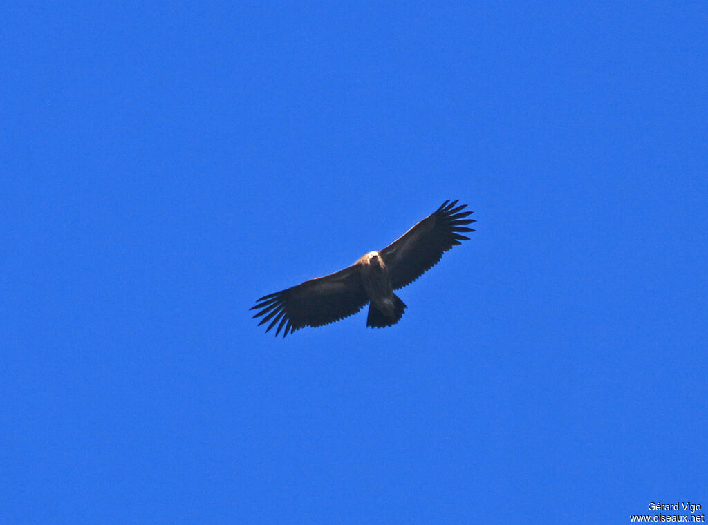 Vautour de l'Himalayaadulte, Vol