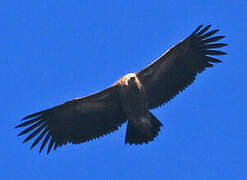 Himalayan Vulture