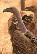 Rüppell's Vulture