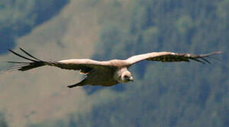 Griffon Vulture