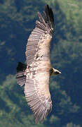 Griffon Vulture