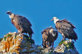 Griffon Vulture