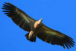 Vautour fauve