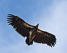 Vautour oricou
