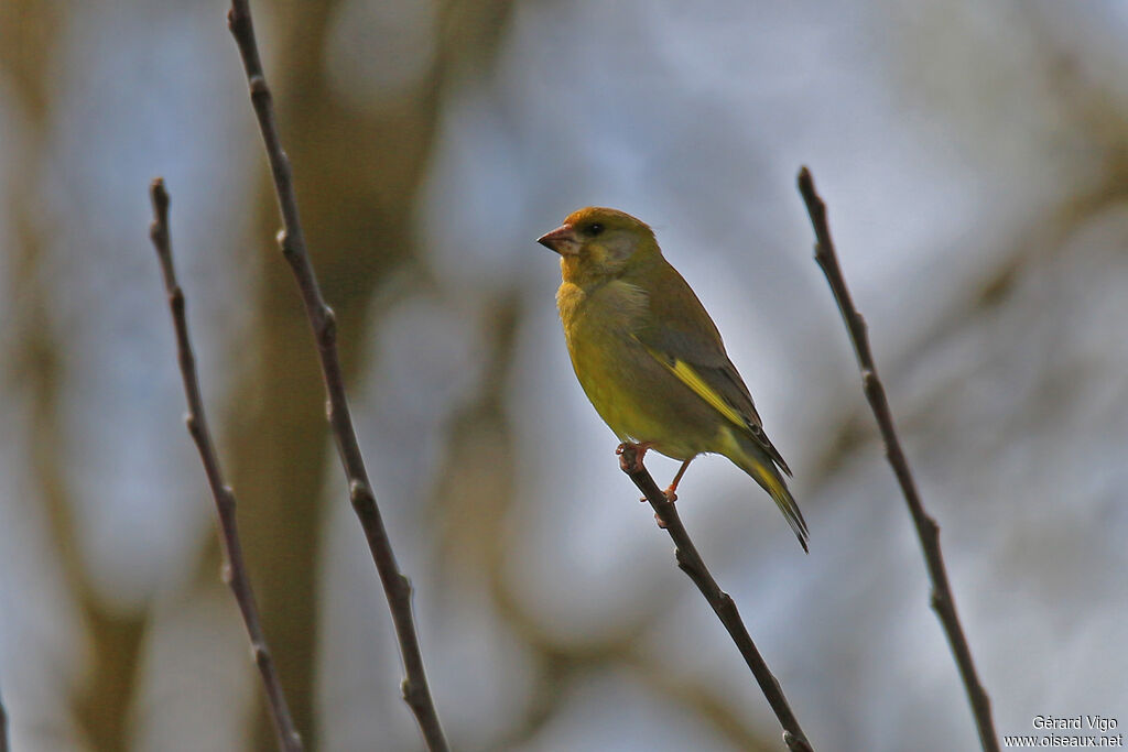 European Greenfinch male adult