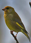 European Greenfinch