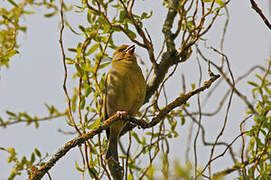 European Greenfinch