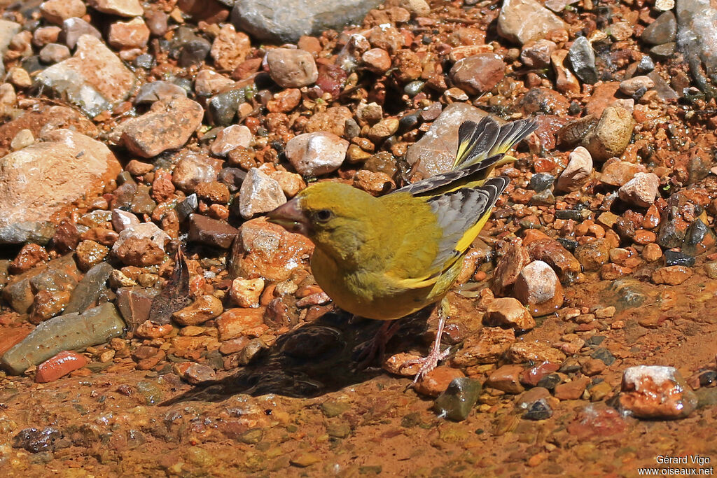 European Greenfinch male adult, drinks