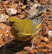 European Greenfinch