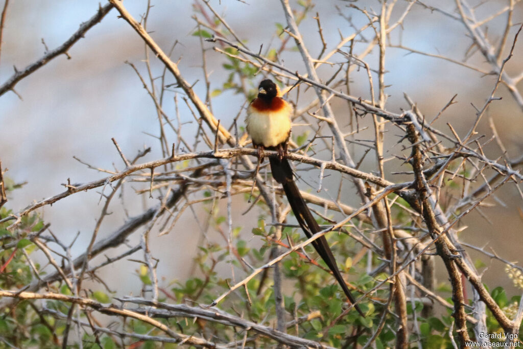 Long-tailed Paradise Whydah