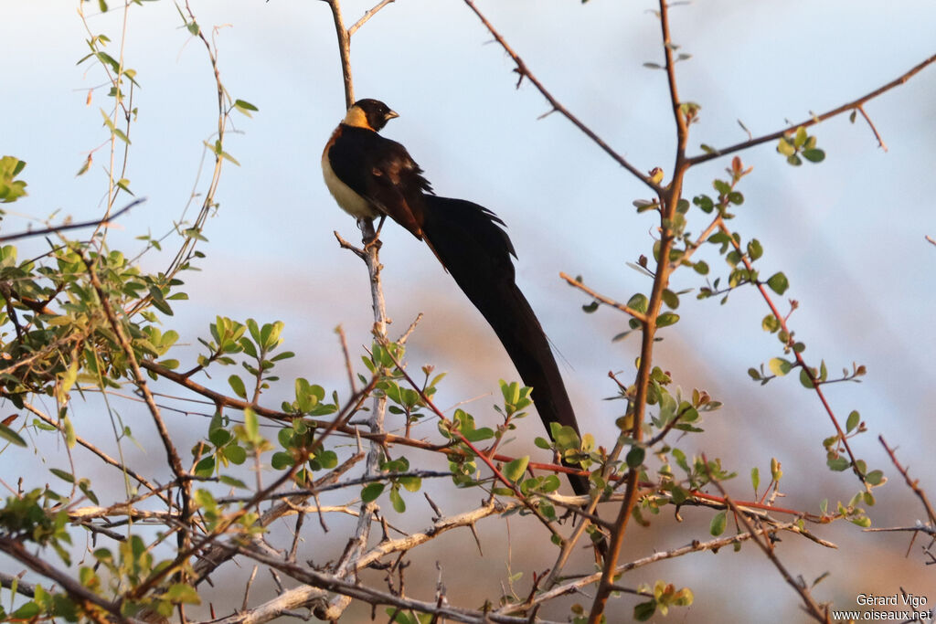 Long-tailed Paradise Whydah