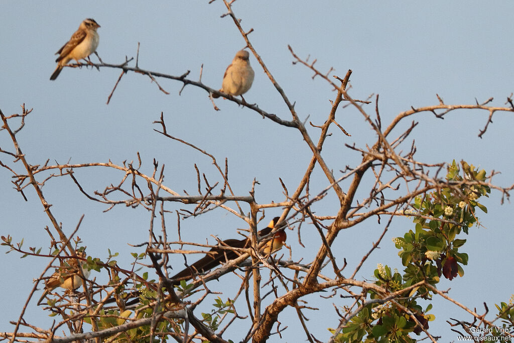 Long-tailed Paradise Whydah